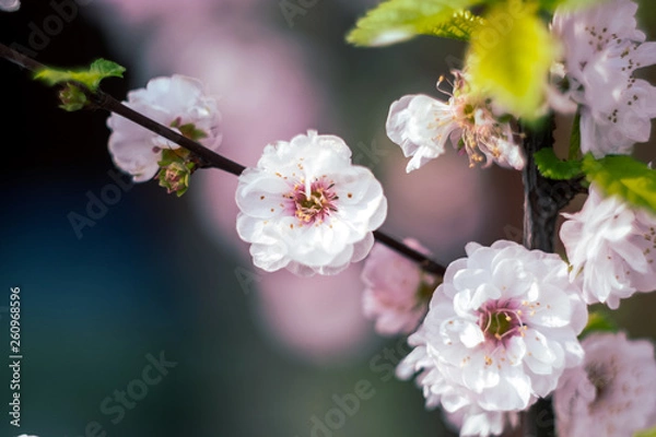Fototapeta Cherry blossom spring flowers background
