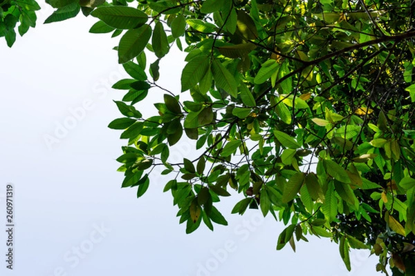 Fototapeta Background of nature