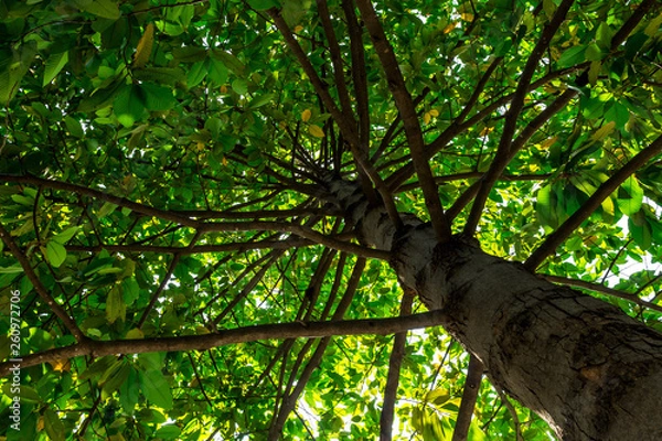 Obraz Background of nature