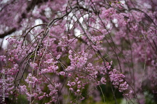 Fototapeta 枝垂れ桜