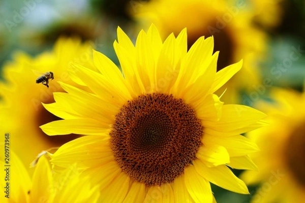 Obraz sunflower and bee