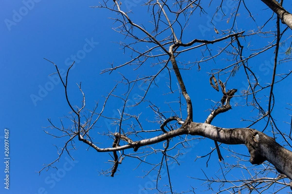 Obraz Background of nature