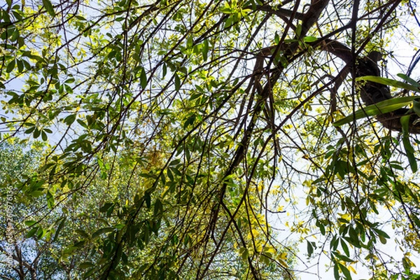 Obraz Background of nature