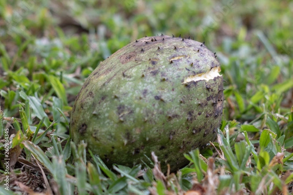 Obraz mushroom in grass