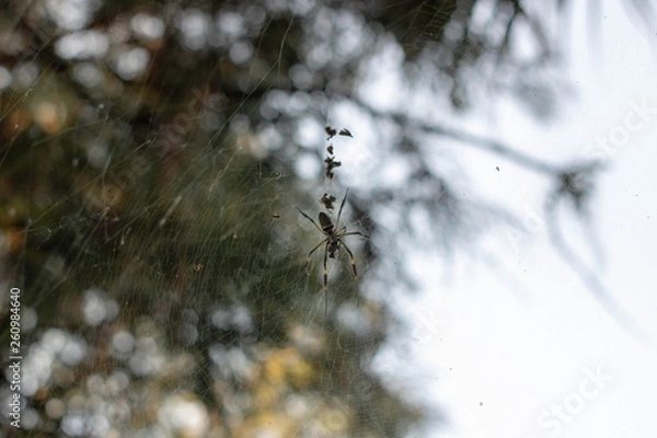 Obraz spider on web