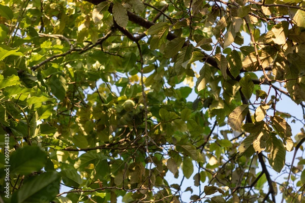 Obraz tree in spring