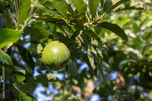 Obraz lemons on tree