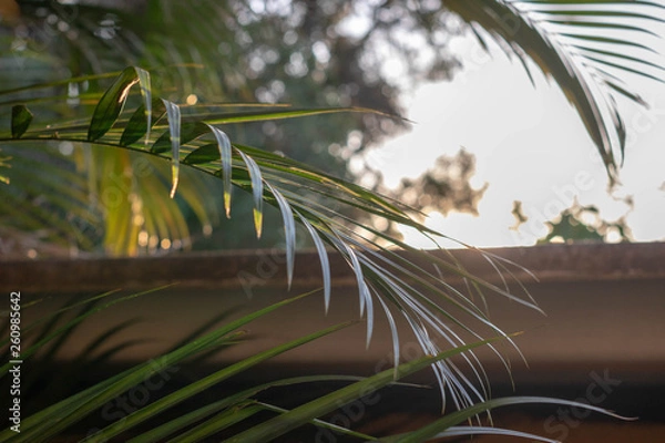 Obraz palm trees on beach