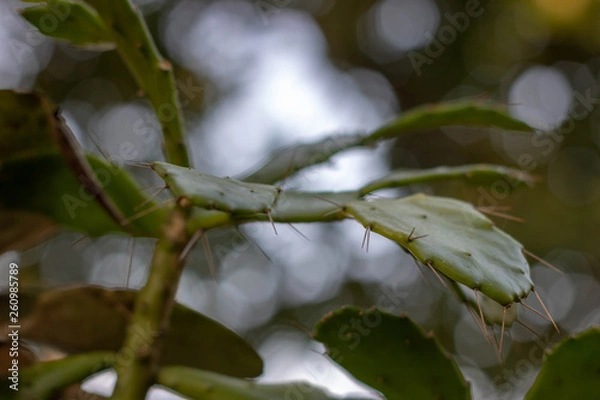 Obraz Jardim Natureza