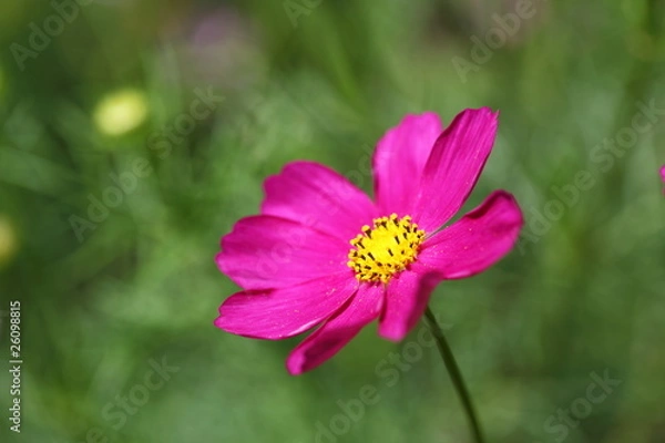 Fototapeta コスモス (昭和記念公園)