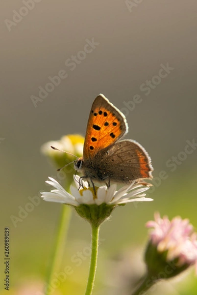 Obraz Orange butterfly close up.