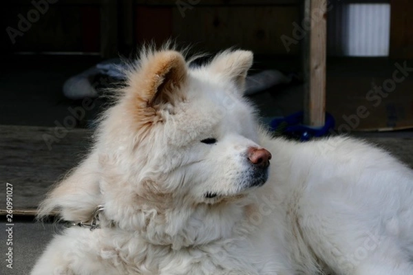 Fototapeta 《わさお》青森県鰺ヶ沢町