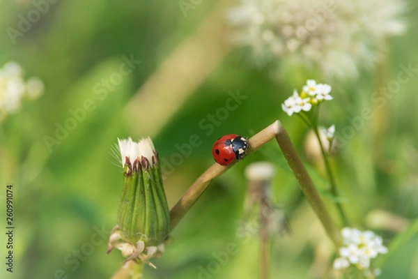 Obraz Nature background ladybug.