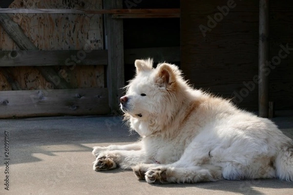 Fototapeta 《わさお》青森県鰺ヶ沢町