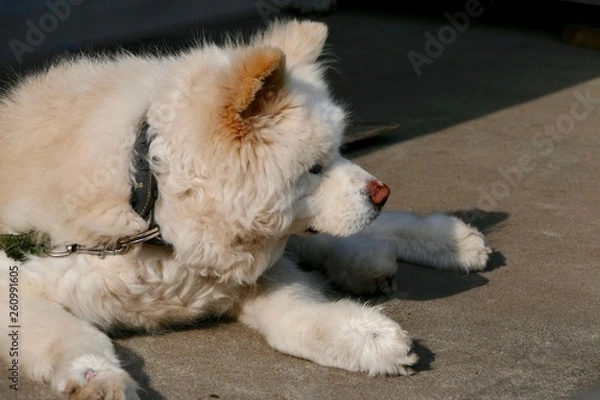 Fototapeta 《わさお》青森県鰺ヶ沢町