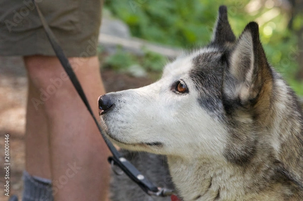Fototapeta husky dog