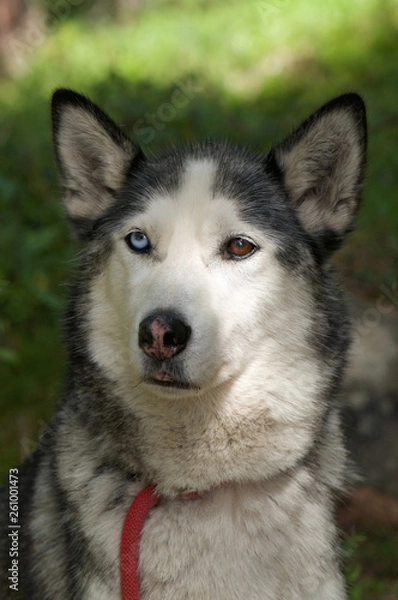 Fototapeta husky dog