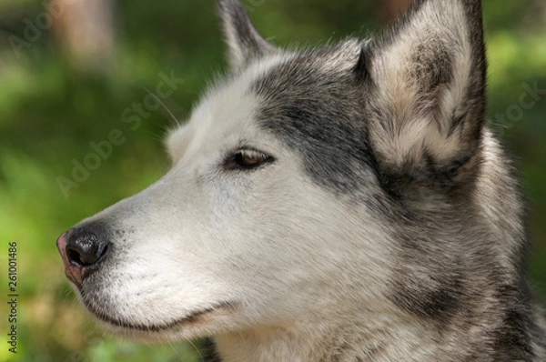 Fototapeta husky dog