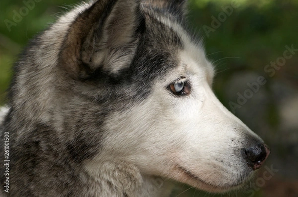 Fototapeta husky dog