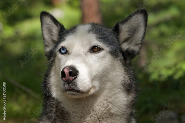 Fototapeta husky dog