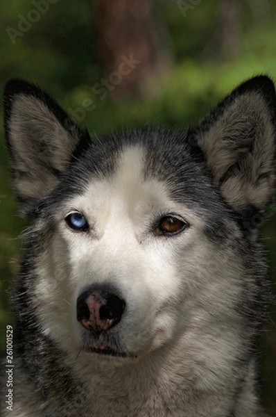 Fototapeta husky dog