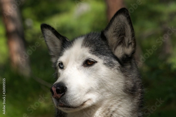 Fototapeta husky dog