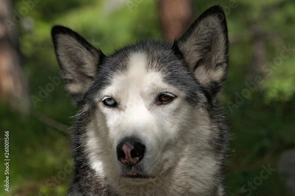 Fototapeta husky dog