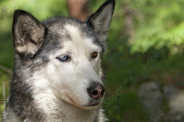 Fototapeta husky dog