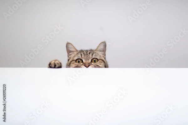 Obraz cat hide and seek in white background