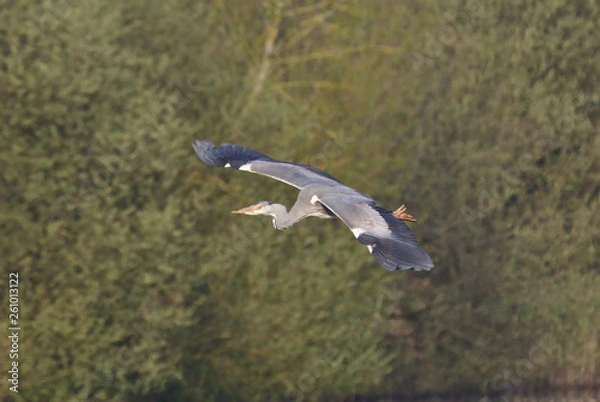 Fototapeta Heron landing on a post, looking for a hunting spot and then leaving