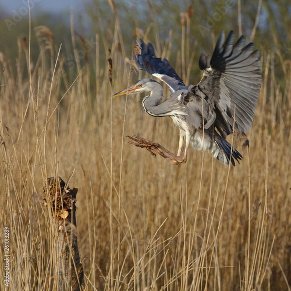 Fototapeta Heron landing on a post, looking for a hunting spot and then leaving