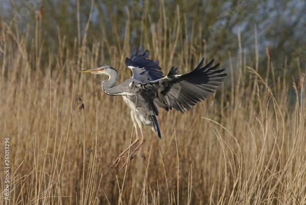 Fototapeta Heron landing on a post, looking for a hunting spot and then leaving