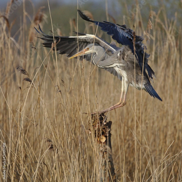 Fototapeta Heron landing on a post, looking for a hunting spot and then leaving