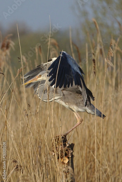 Fototapeta Heron landing on a post, looking for a hunting spot and then leaving