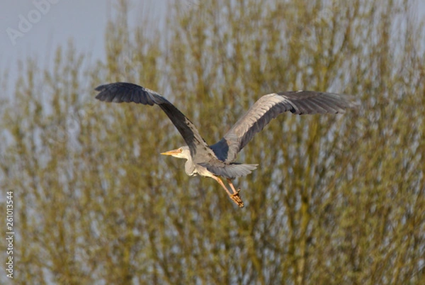 Fototapeta Heron landing on a post, looking for a hunting spot and then leaving