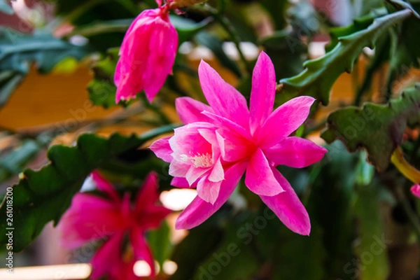 Obraz Big open Geranium flower in beautiful pink