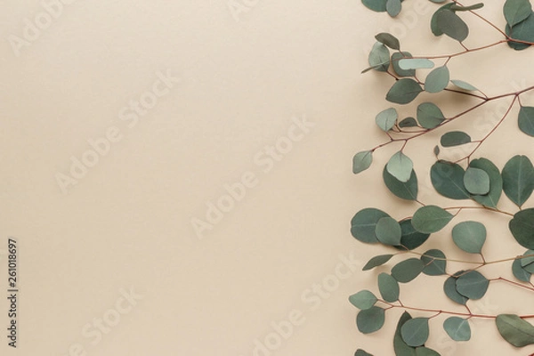 Fototapeta eucalyptus  leaves top view with copy space for your text. flat lay. 