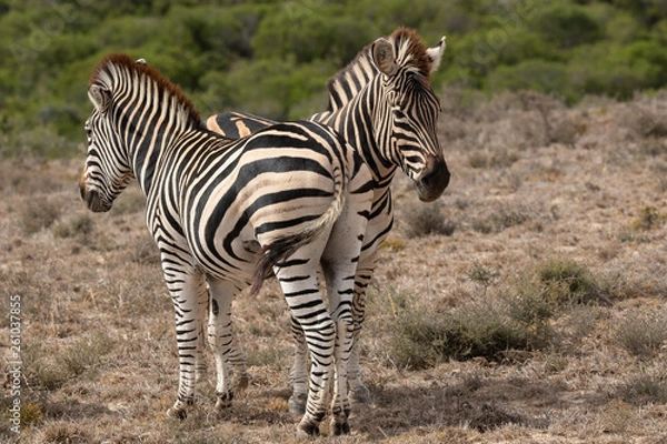 Obraz Zebra crosssing 