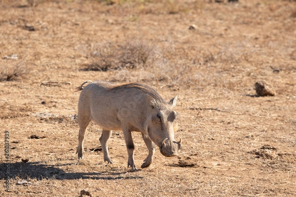 Obraz Warthog