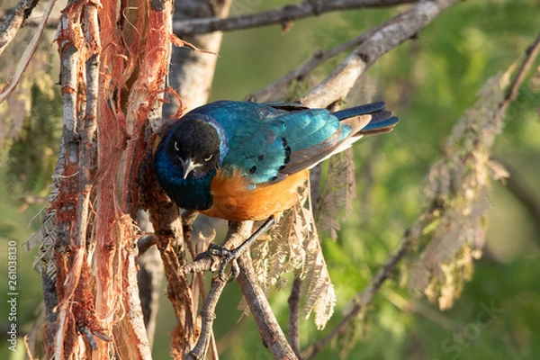 Obraz Bird - Serengeti 
