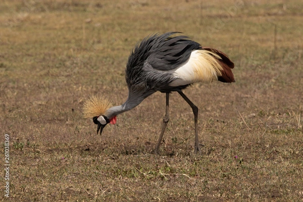 Obraz Grey crowned crane II