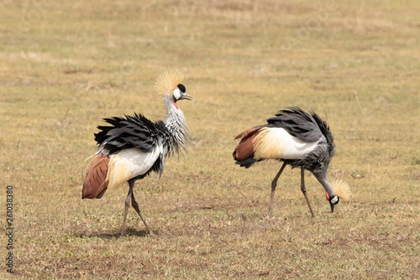 Obraz Grey crowned crane