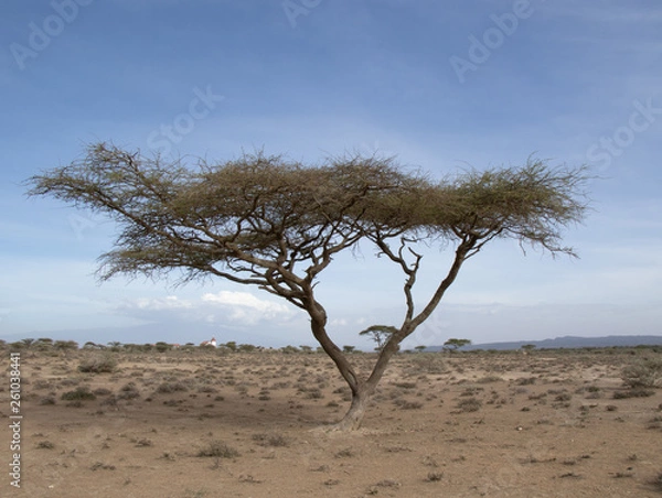 Obraz Acacia tree
