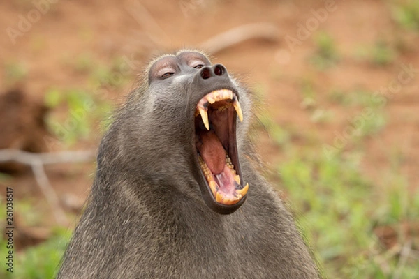 Obraz Baboon laughing 