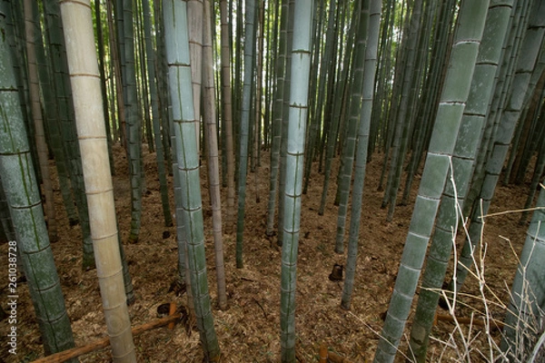 Obraz Bamboo Forest 