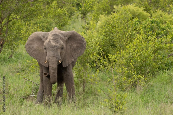 Obraz Elephant - Africa
