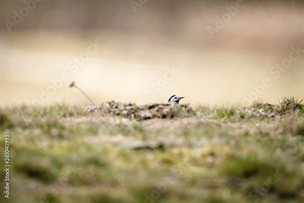Obraz Wagtail hide and seek