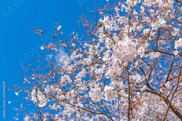 Fototapeta 静岡県富士市岩本山公園の桜