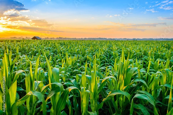 Obraz sunrise over the corn field