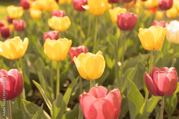 Fototapeta Easter Fields